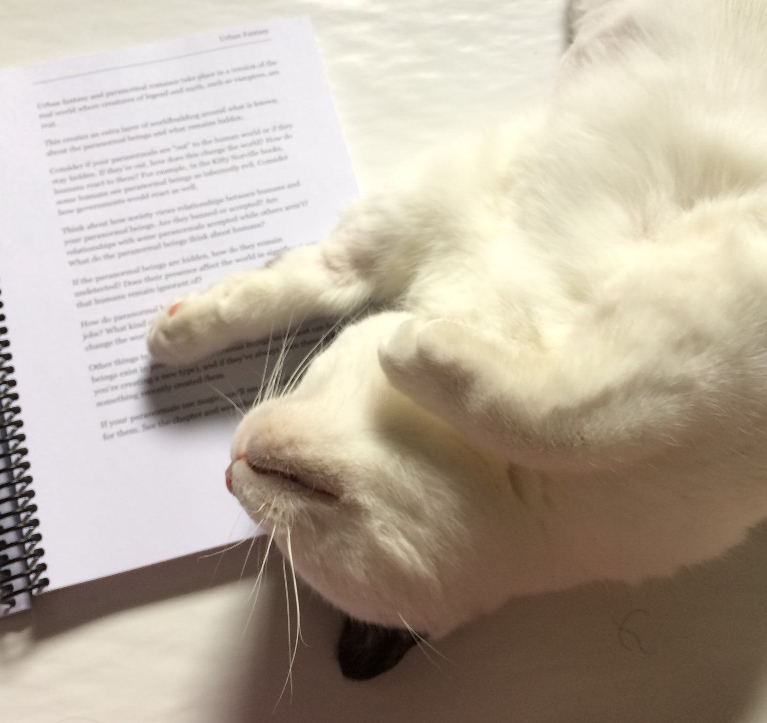 White cat lying on The Essential Worldbuilding Blueprint and Workbook. He looks happy. His name is Bilbo.